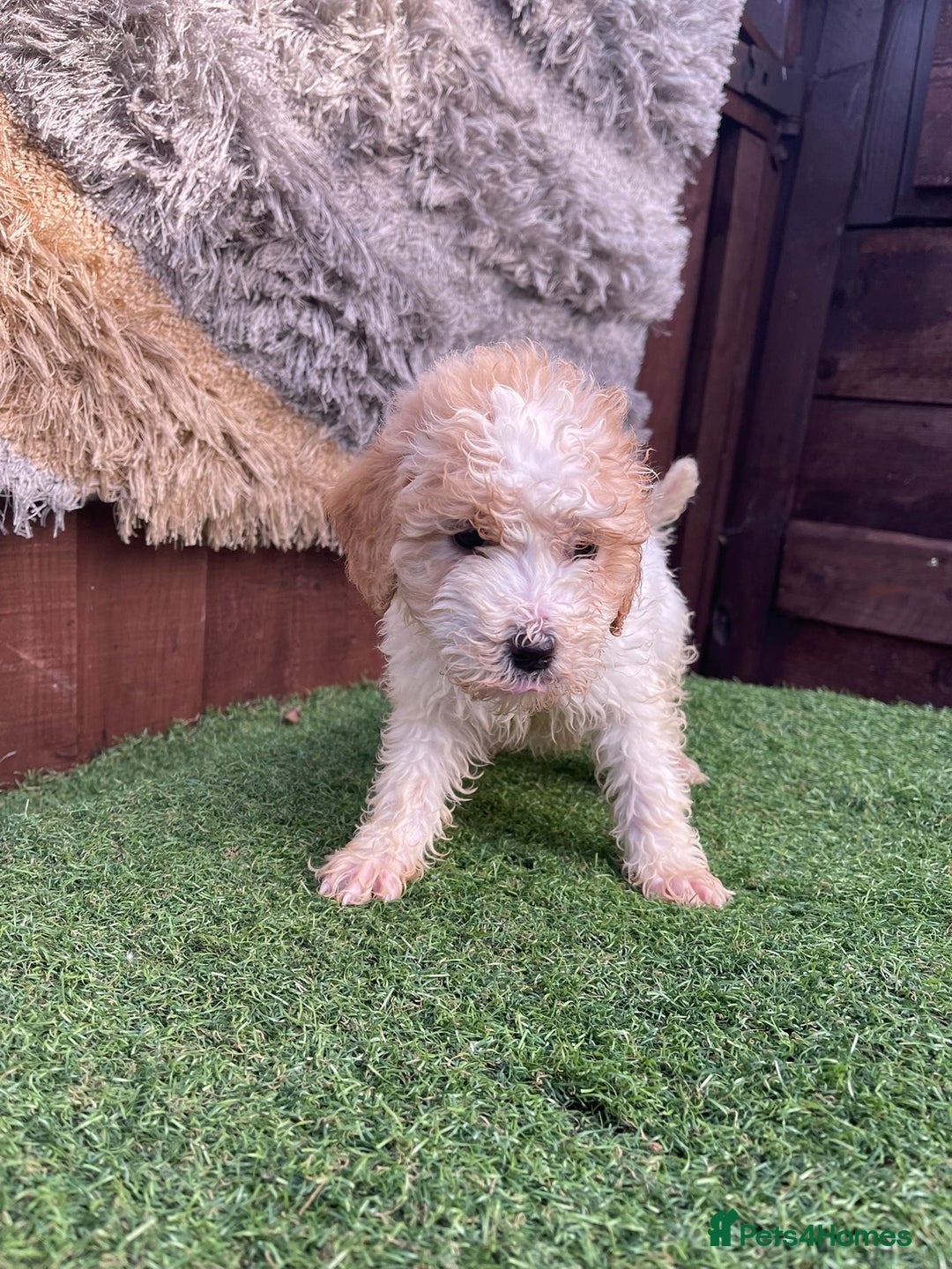Goldendoodle dogs for sale: 4 beautiful golden doodle puppies ready to go!!!! - Image 6