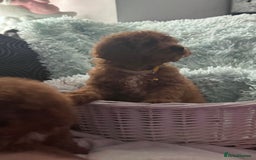 Cavapoo dogs for sale: Strong chunky cavapoo boy puppies ❤️ - Image 7