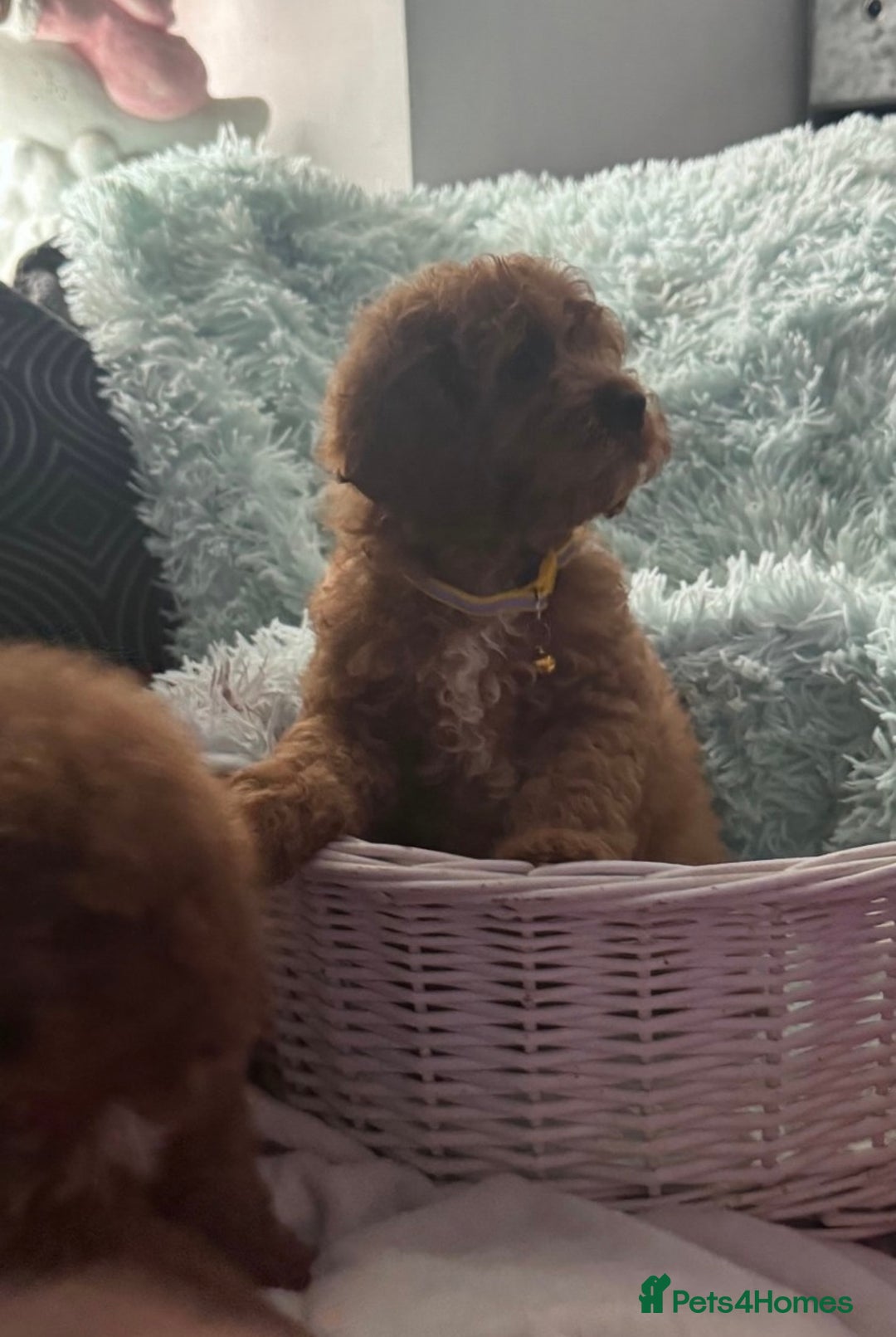 Cavapoo dogs for sale: Strong chunky cavapoo boy puppies ❤️ - Image 7