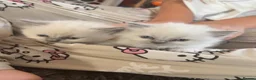 Ragdoll cats for sale: 4 beautiful ragdoll kittens  - Advert 14