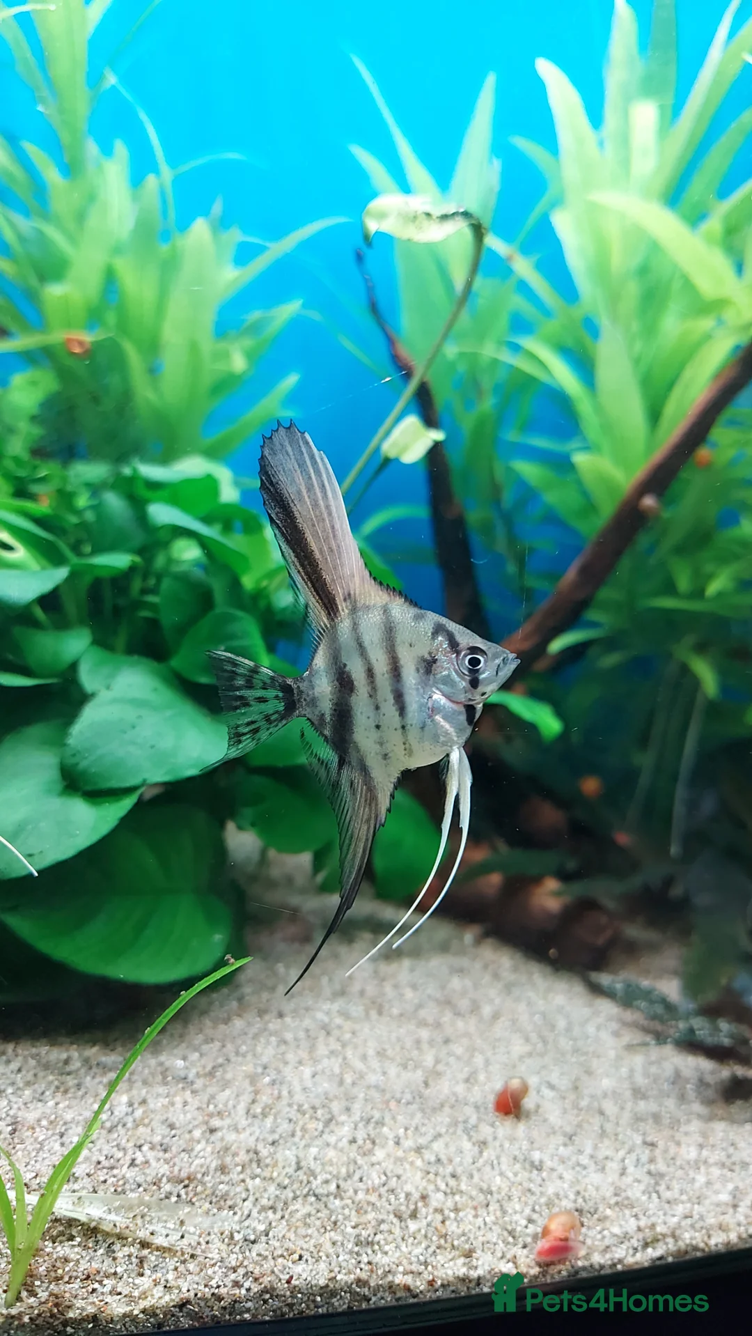 Angelfish fish for sale: Koi/Marble Angelfish - Advert 2