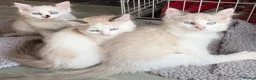 Ragdoll cats for sale: Beautiful Ragdolls-Vaccinated-2 boys-3 girls.  - Advert 4