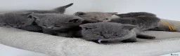 British Shorthair cats for sale: pure british shorthair kittens  - Advert 3