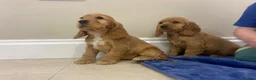 Cocker Spaniel dogs for sale: Adorable golden and balck and tan cocker spaniels  in Llanon - Advert 4
