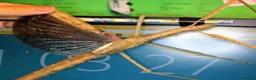 Stick Insects invertebrates for sale: Giant Hooded katydid, Jungles nymphs + stick insec in Torquay - Advert 6