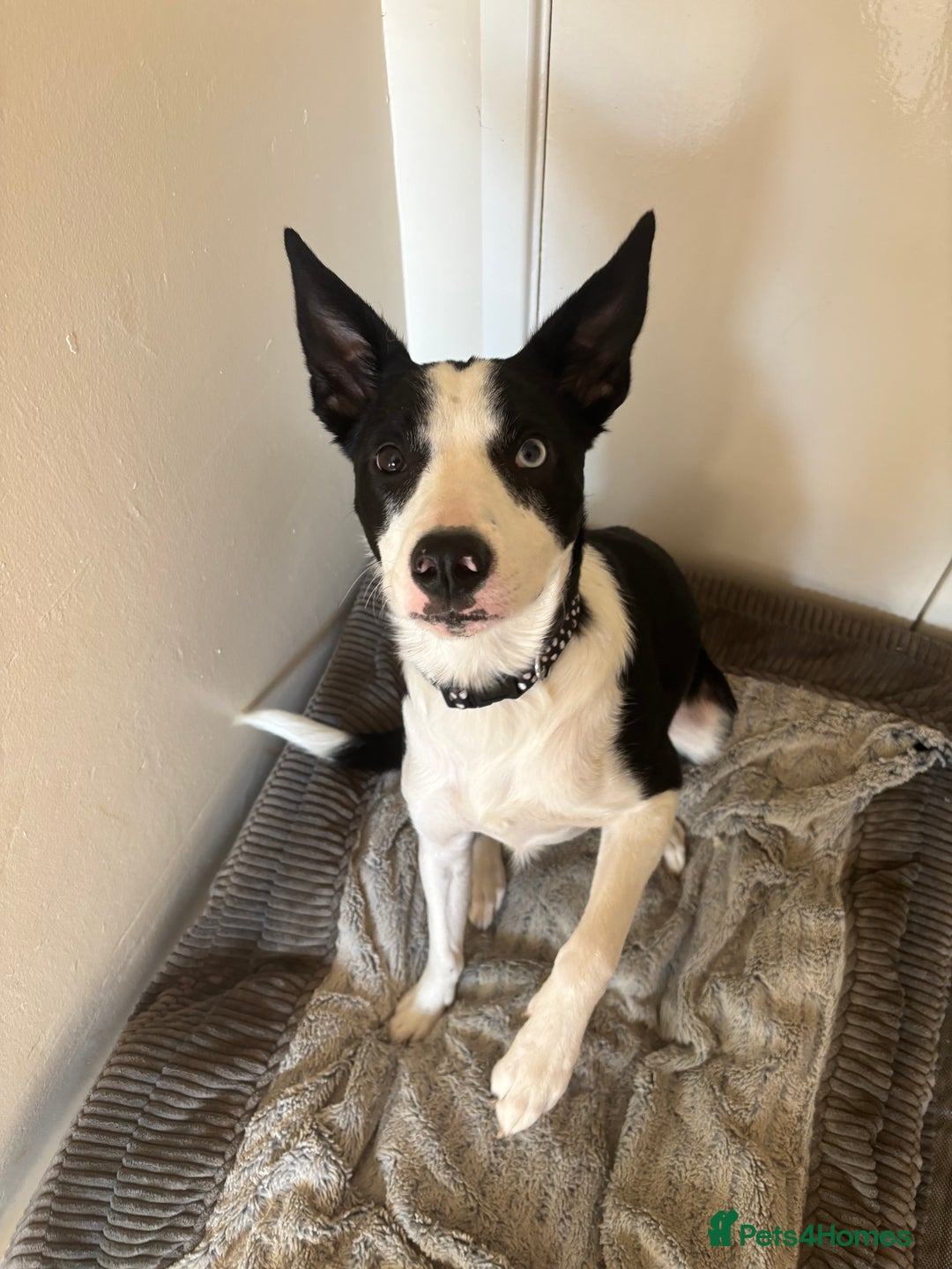 Border Collie dogs for sale: Skye Border collie - Image 1