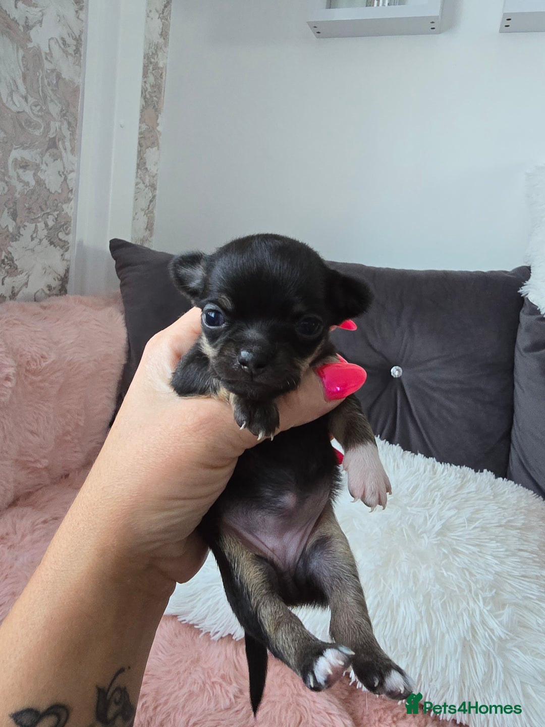 Chihuahua dogs for sale: Full pedigree chihuahuas - Image 3