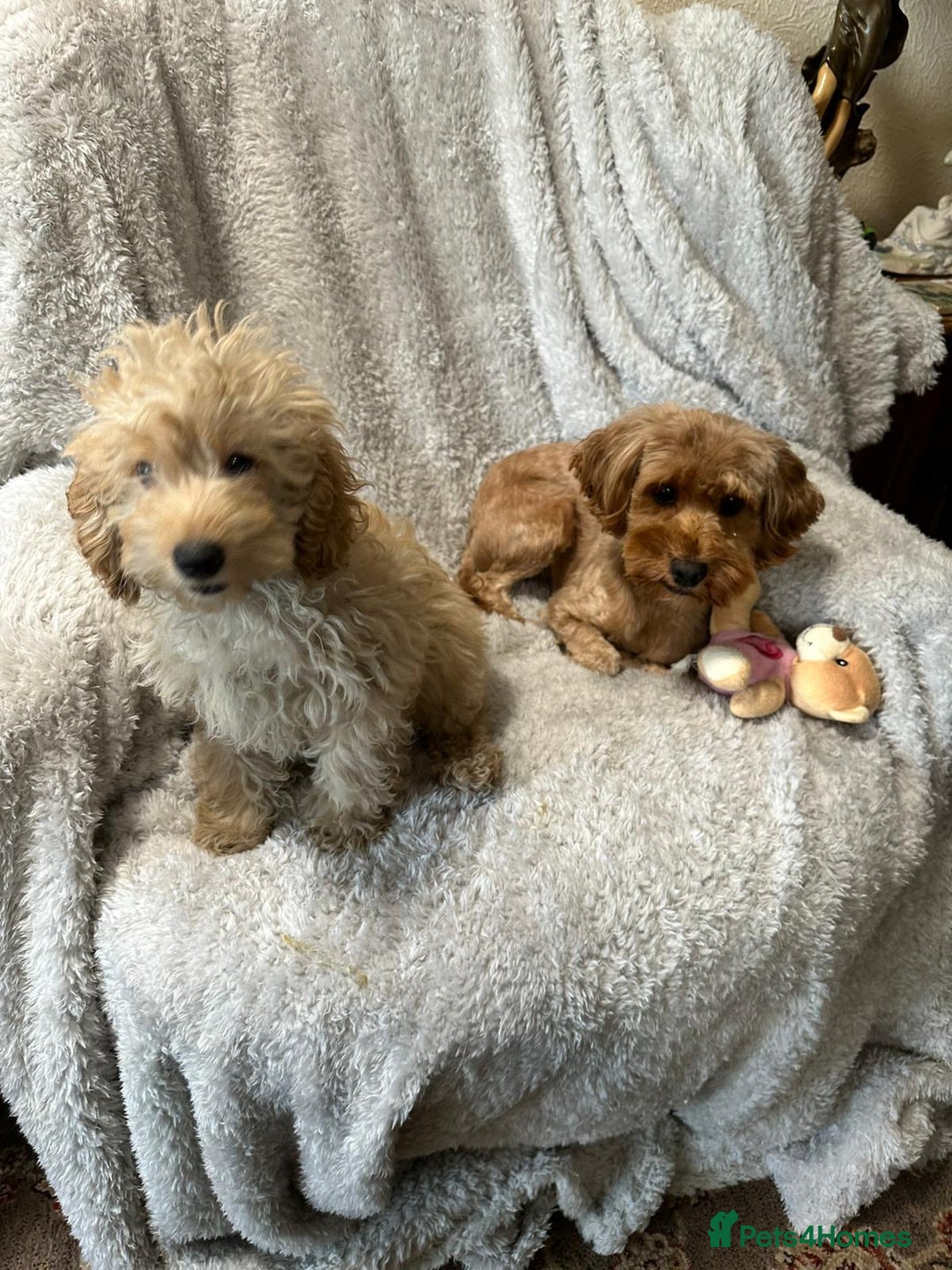 Cockapoo dogs for sale: F1b cockerpoo’s  - Image 7
