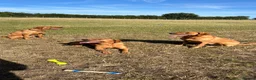 Labrador Retriever dogs for sale: Red fox Labrador litter due December 2026 in Ellesmere - Advert 5