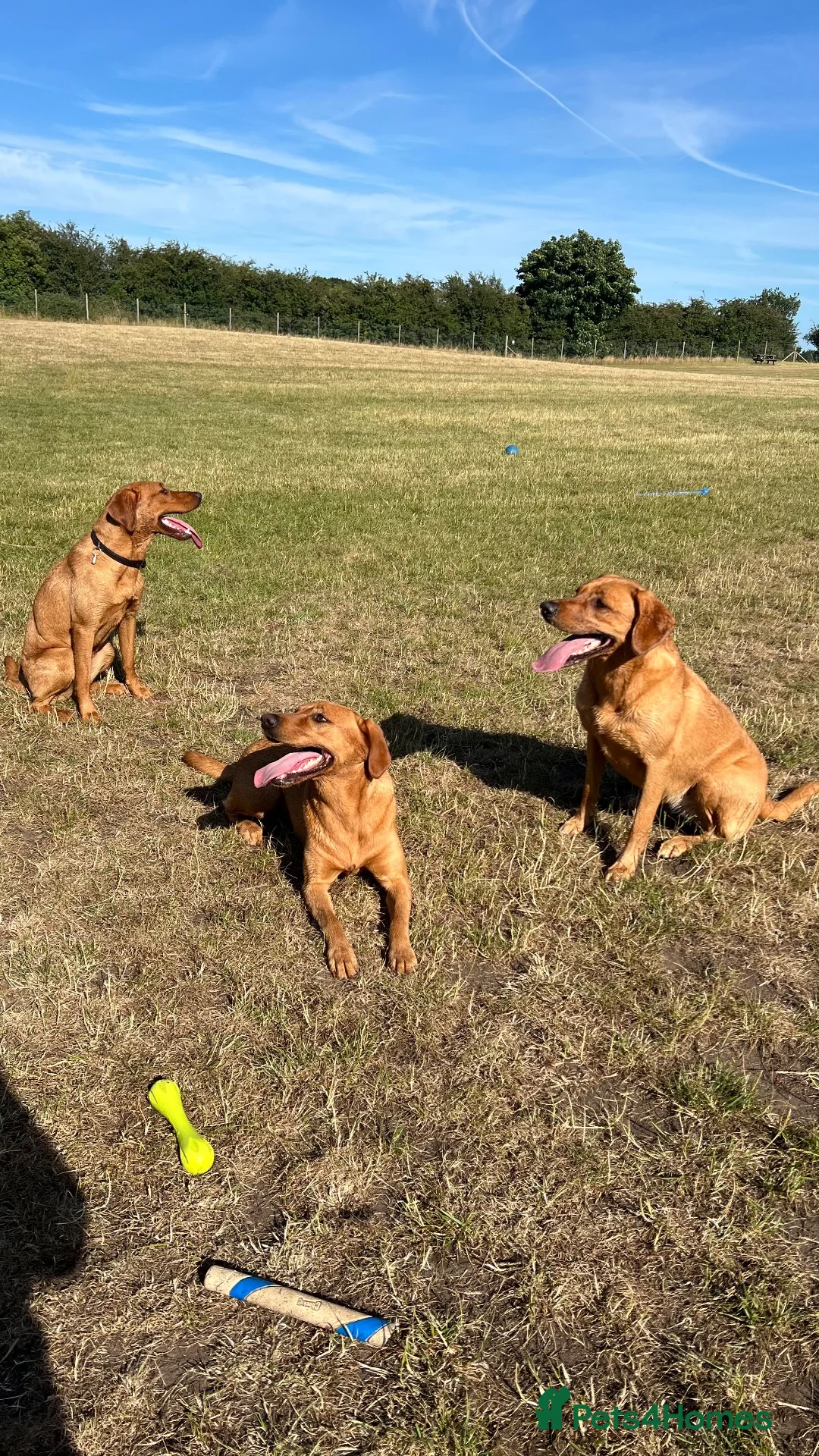 Labrador Retriever dogs for sale: Red fox Labrador litter due December 2026 in Ellesmere - Advert 5