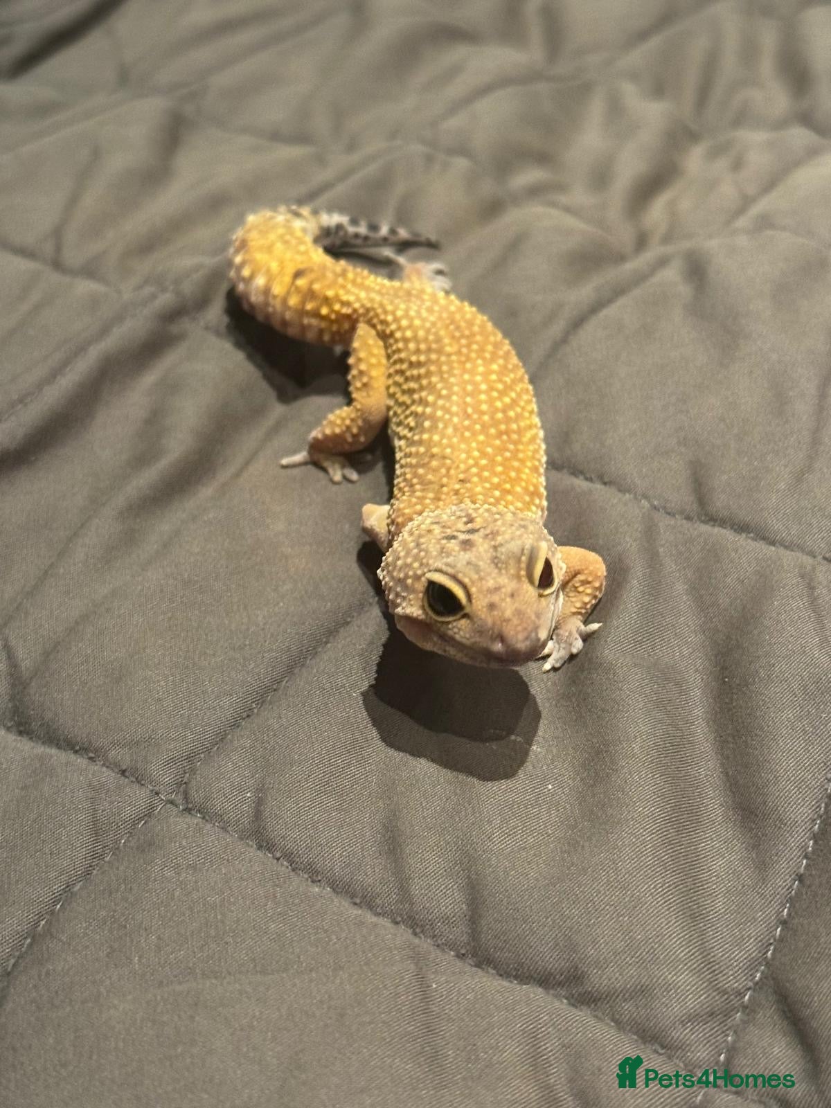 Leopard Gecko reptiles for sale: Leopard Gecko - Advert 2