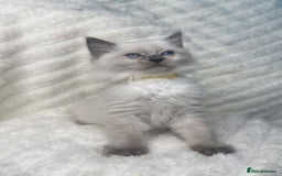 Ragdoll cats for sale: Ragdoll Bluepoint kittens - Image 8