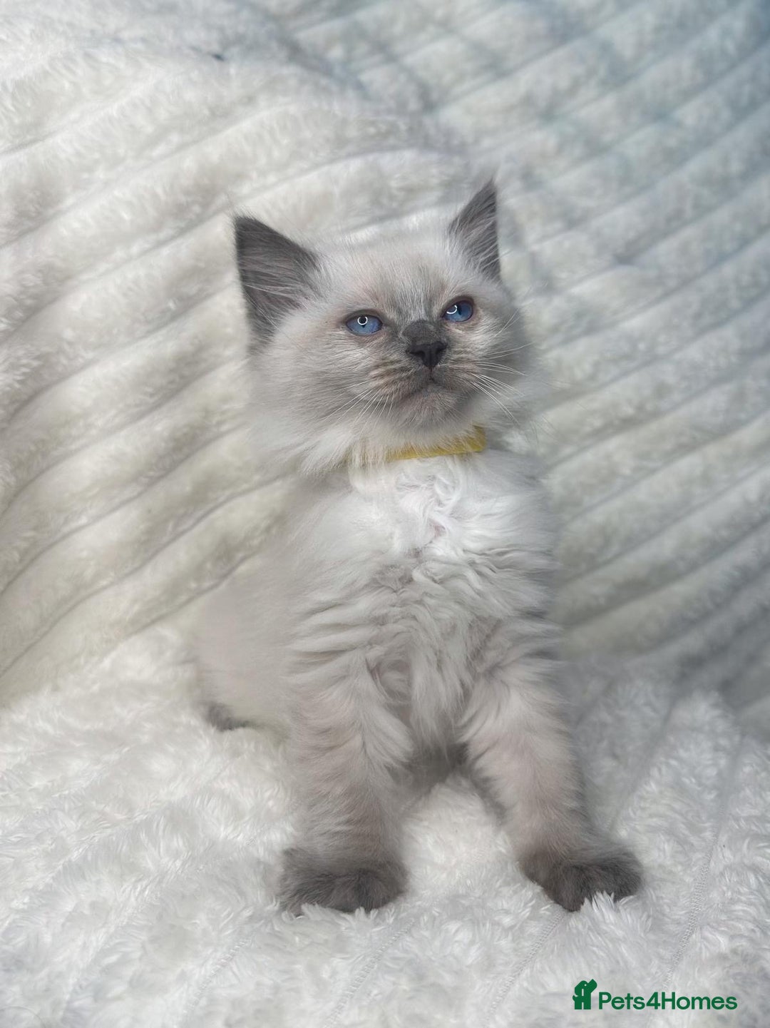 Ragdoll cats for sale: Ragdoll Bluepoint kittens - Image 8