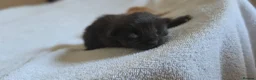 Maine Coon cats for sale: 3 Maine Coon Kittens Available  in Barnsley - Advert 5