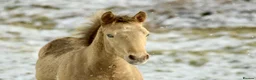 Connemara horses for sale: Zinnia-Champagne QH x Connemara Filly - Advert 6