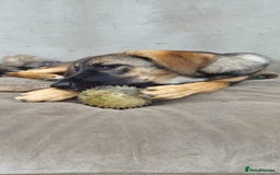Mixed Breed dogs for adoption: 💖🐶 AMAYA 🐶💖 - Image 8