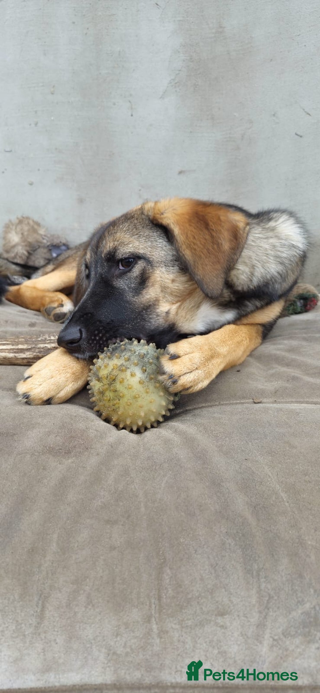 Mixed Breed dogs for adoption: 💖🐶 AMAYA 🐶💖 - Image 8
