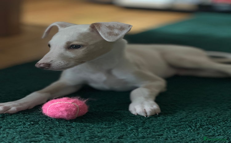 Whippet dogs - Advert 1