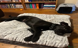 Mixed Breed dogs for sale: Urgent Labrador mix (female)  - Image 4