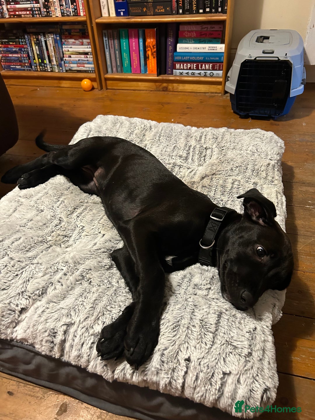 Mixed Breed dogs for sale: Urgent Labrador mix (female)  - Image 4