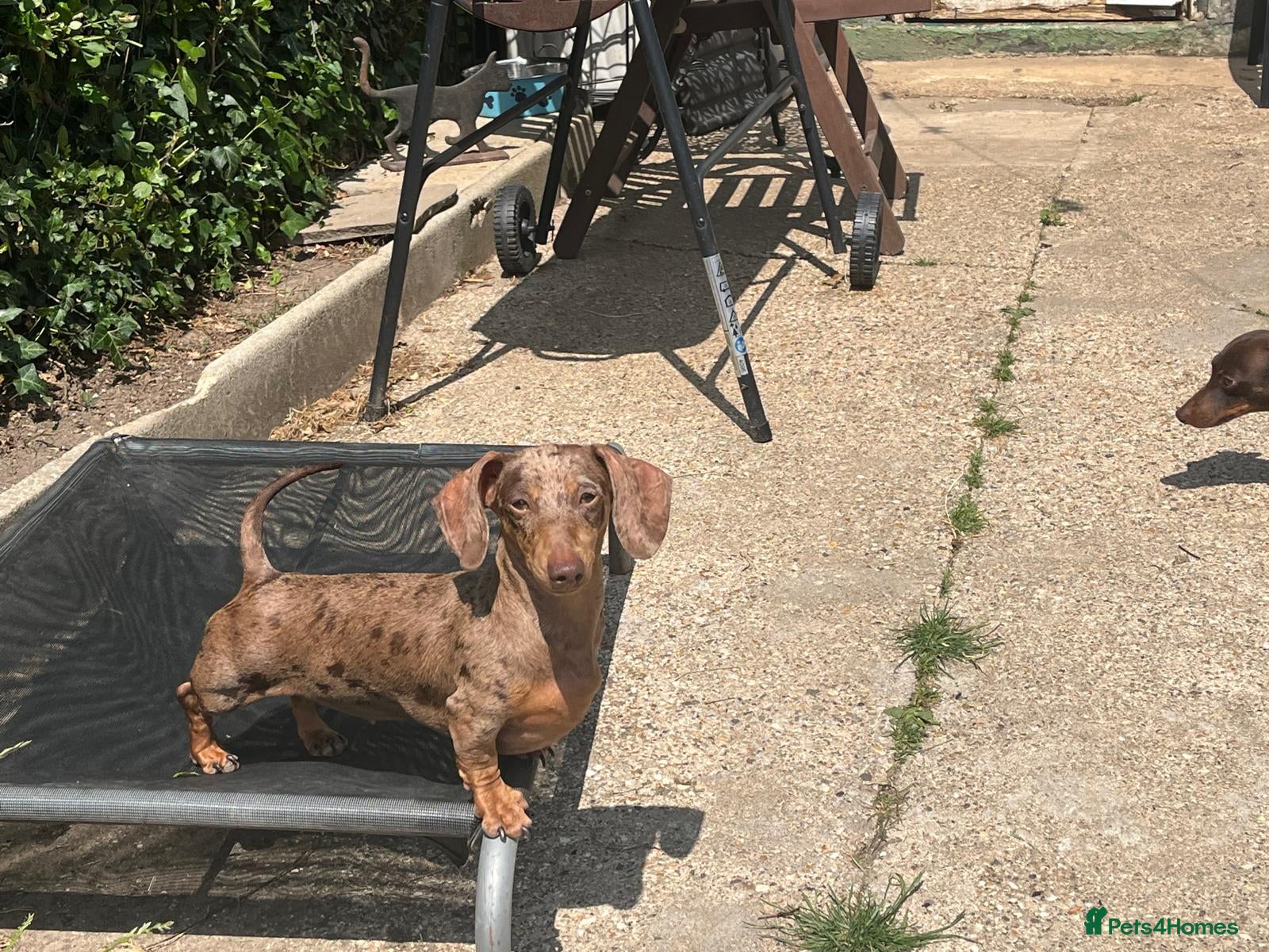 Miniature Dachshund dogs Bonnie – Sweet Chocolate Dapple Dachshund  - Advert 1