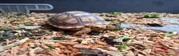 Tortoise reptiles for sale: Stunning Tortoise is ready to go - Advert 6