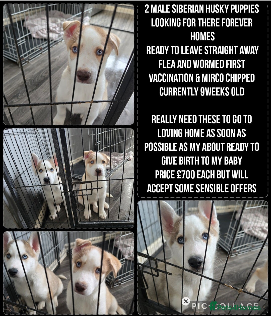 Siberian Husky dogs HUSKY PUPPIES READY TO LEAVE NOW! - Advert 12