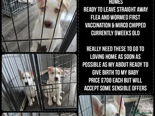 Siberian Husky dogs HUSKY PUPPIES READY TO LEAVE NOW! - Advert 12