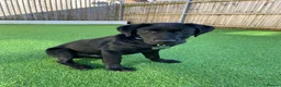 Labrador Retriever dogs for sale: Both parents are pedigreed Labradors in Altrincham - Advert 2