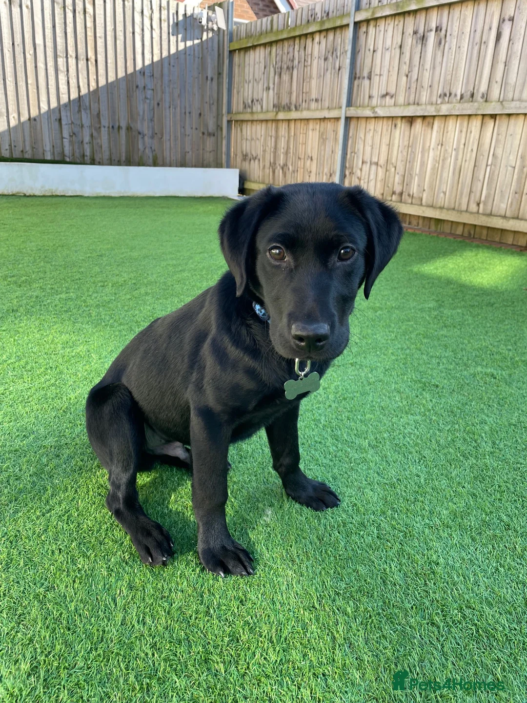 Labrador Retriever dogs for sale: Both parents are pedigreed Labradors in Altrincham - Advert 2