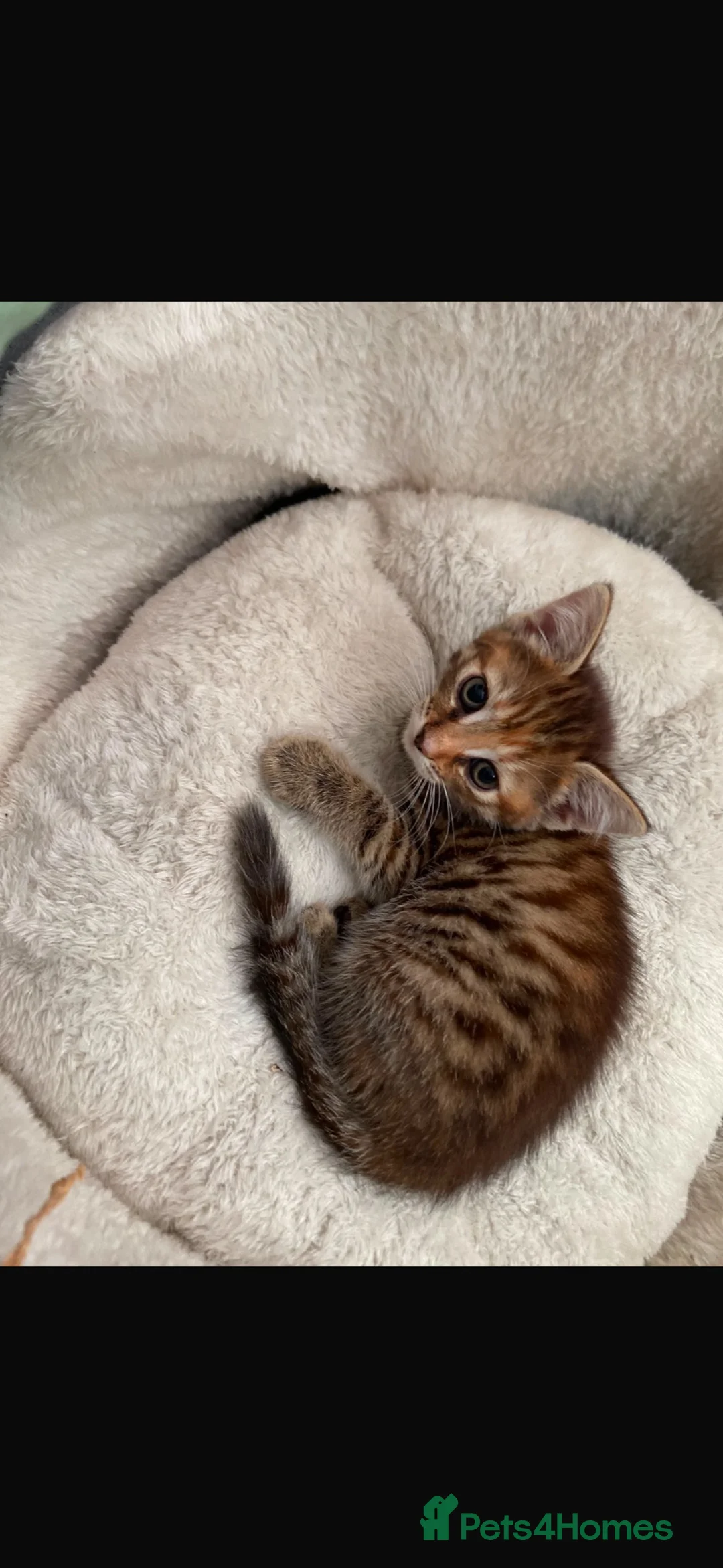 British Shorthair cats for sale: British short hair kittens - Advert 2