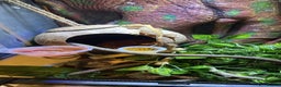 Gecko reptiles for sale: Crested Gecko  in Birmingham - Advert 2