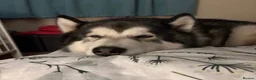 Alaskan Malamute dogs for adoption: Teddy (Alaskan Malamute) in Southampton - Advert 21