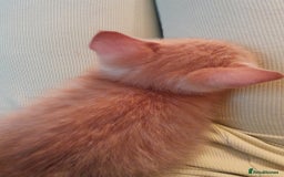 Mixed Breed cats for sale: Cute Mixed Breed Kitten - Image 3