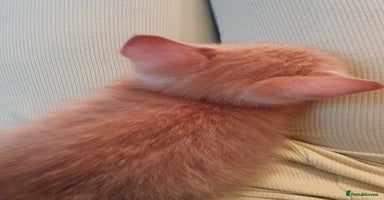 Mixed Breed cats - Advert 7