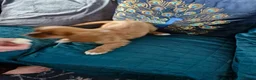 Cavalier King Charles Spaniel dogs for sale: KC reg health tested Cavalier King Charles puppies - Advert 8