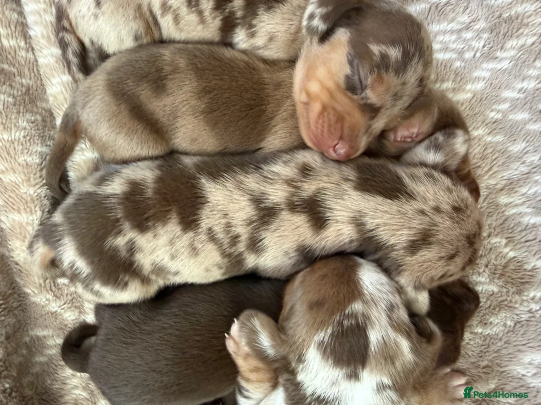 Miniature Dachshund dogs for sale: Miniature Dapple & Merle long haired Daschunds in Romsey - Advert 4