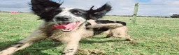 English Springer Spaniel dogs for adoption: Skye Black & White ESS 2 year old Adult  - Advert 10