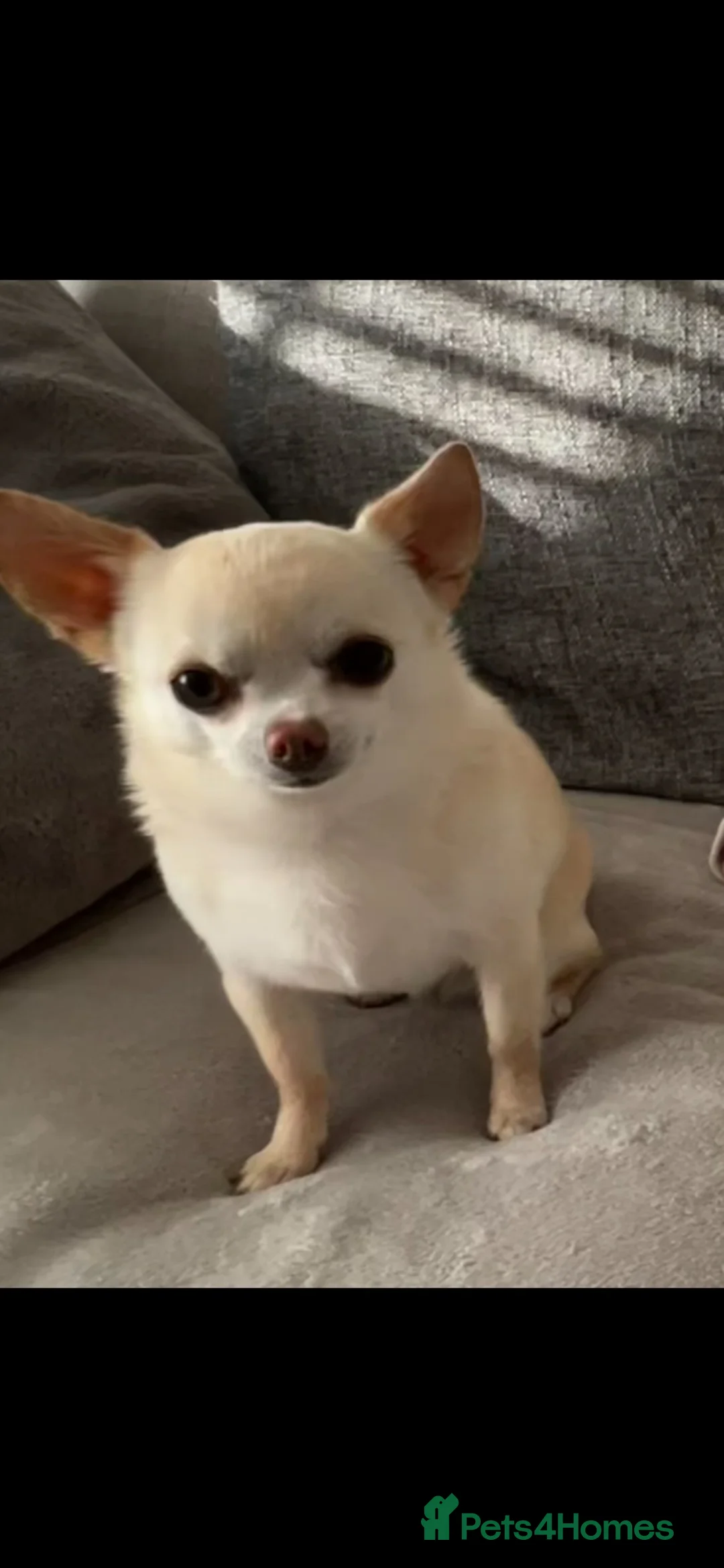 Chihuahua dogs for sale: Roo to rehome in Warrington - Advert 4
