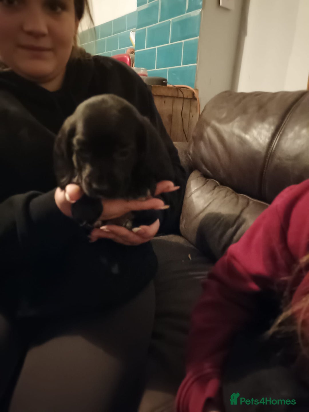 Bocker dogs for sale: Beagle x cocker - Advert 4