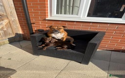 Mixed Breed dogs for sale: 6 month old small puppy  - Image 3