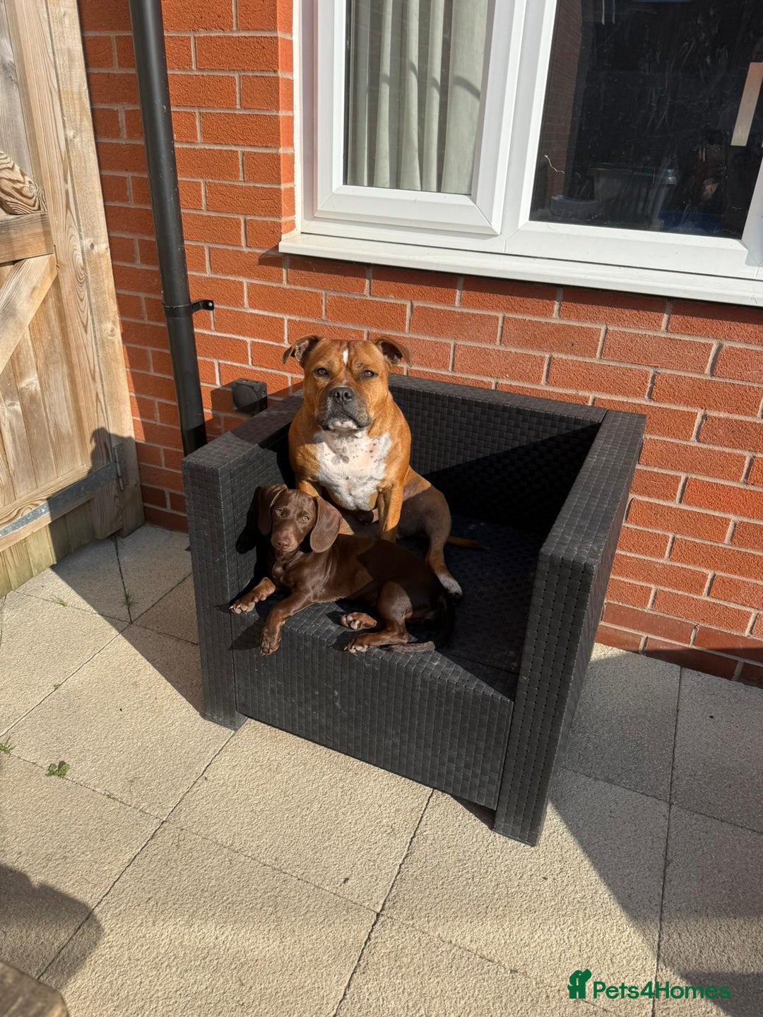 Mixed Breed dogs for sale: 6 month old small puppy  - Image 3