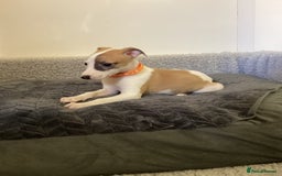 Whippet dogs for sale: Whippet puppies  - Image 8
