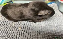 Guinea Pig rodents for sale: Two Sweet Guinea Pig Girls - Image 1