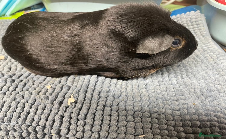 Guinea Pig rodents - Advert 2