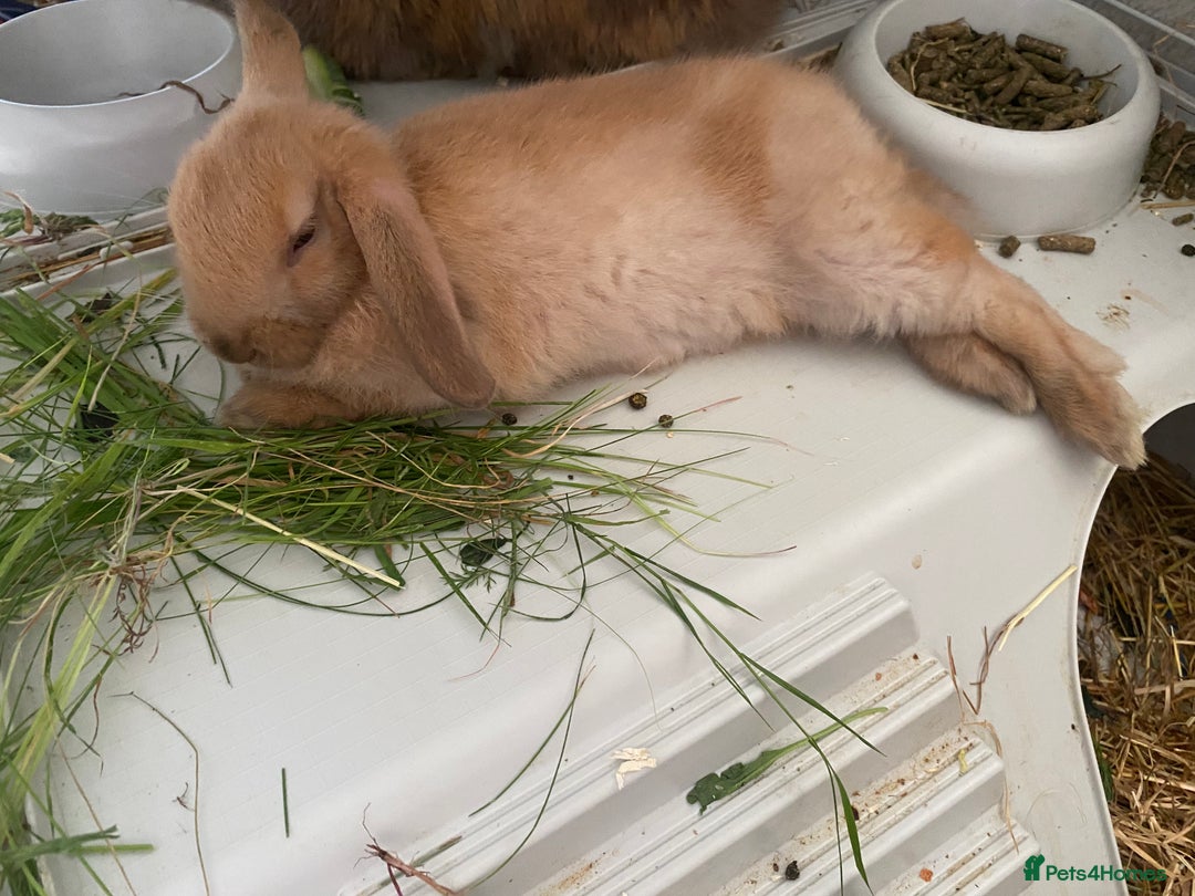 Lionhead rabbits for sale: ⭐️Stunning pure lionheads⭐️ - Image 8