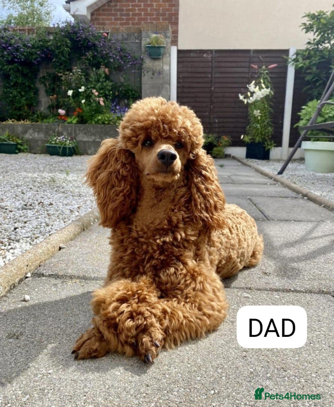Cavapoo dogs for sale: Stunning health checked cavapoo puppies - Image 8