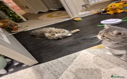 Exotic cats for sale: Exotic longhair and short hair kittens  - Image 26