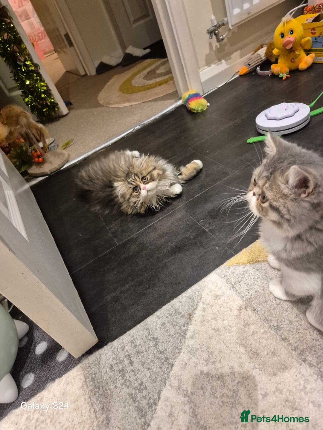 Exotic cats for sale: Exotic longhair and short hair kittens  - Image 26