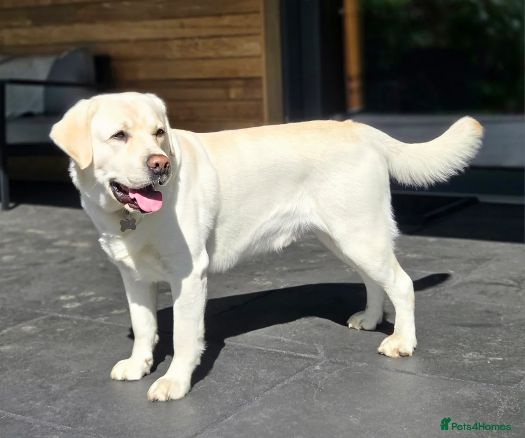 Labrador Retriever dogs for stud: Stunning Labrador, Champion Lines, Discounted Fee in Huddersfield - Advert 1